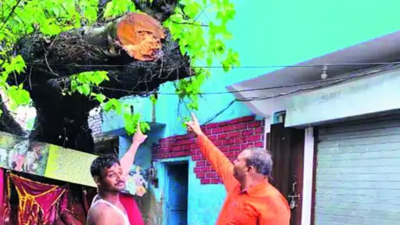 32 years on, peepal tree branch axed for amity in Uttar Pradesh