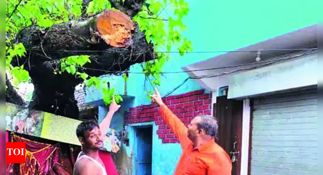 Muharram: Bareilly authorities resolve long-standing issue by cutting ...