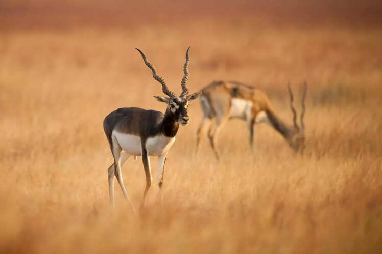 Blackbuck