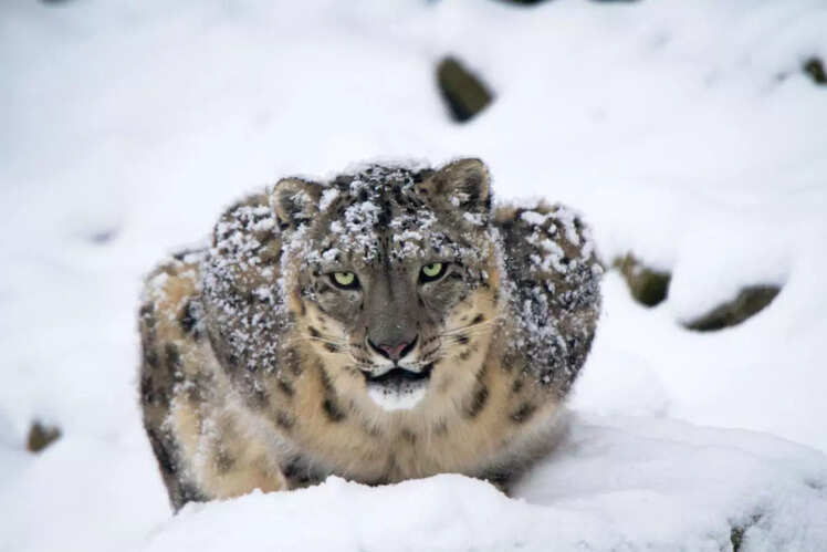 Snow Leopard