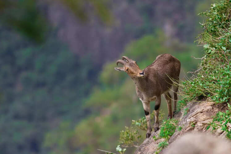 Nilgiri Tahr