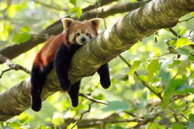 Red Panda