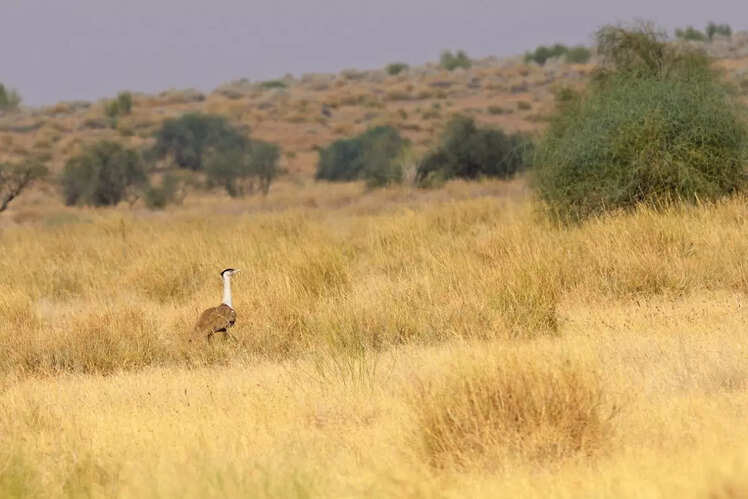 Great Indian Bustard