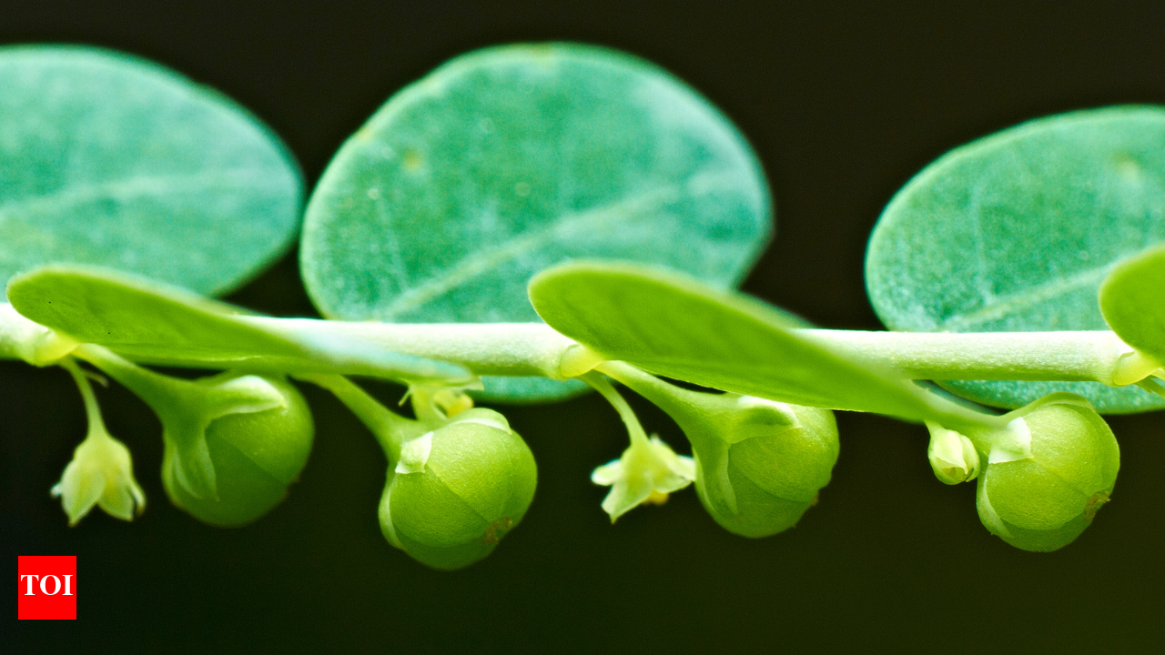 Bhumi Amla: What we need to know about this Kidney stone breaker plant | -  Times of India