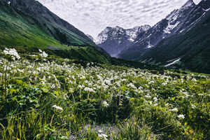 5 reasons why Valley of Flowers National Park is a monsoon must-visit