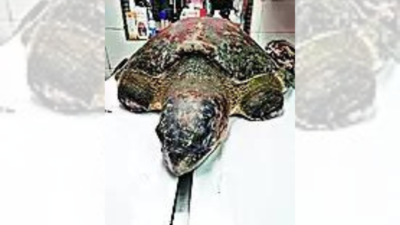 UP: Turtle's luck turns after superglue surgery