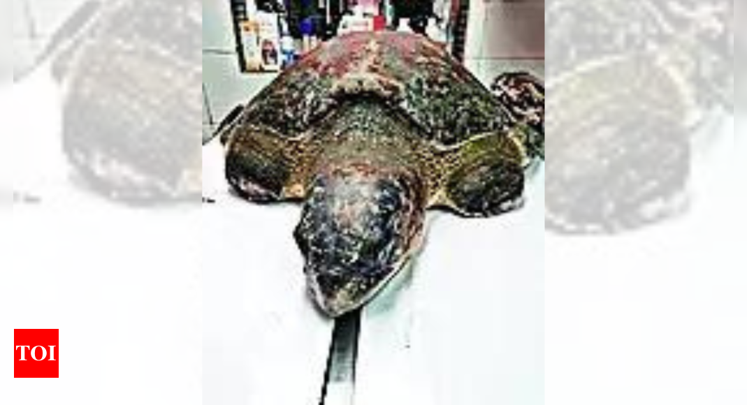 Turtle's luck turns after superglue surgery