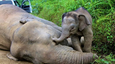 Baby elephant falls into well, mother comes to the rescue | India News - Times of India