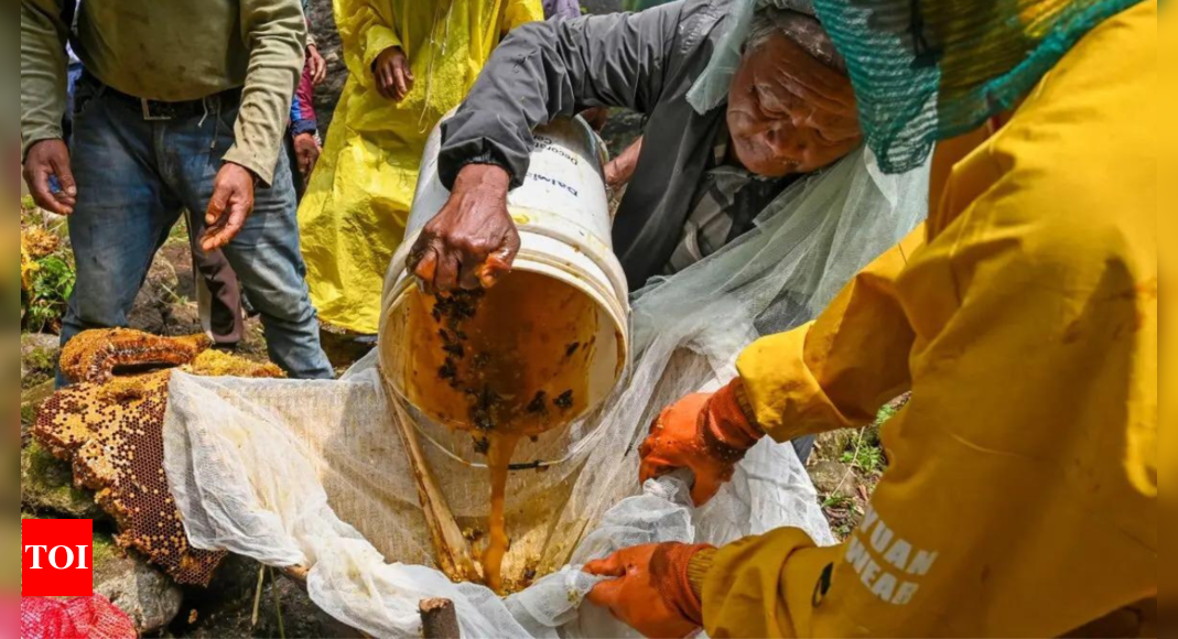 Sticky future: Climate change hits Nepal’s honey hunters