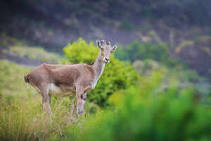 Eravikulam National Park: Interesting and fun facts for every wildlife enthusiast