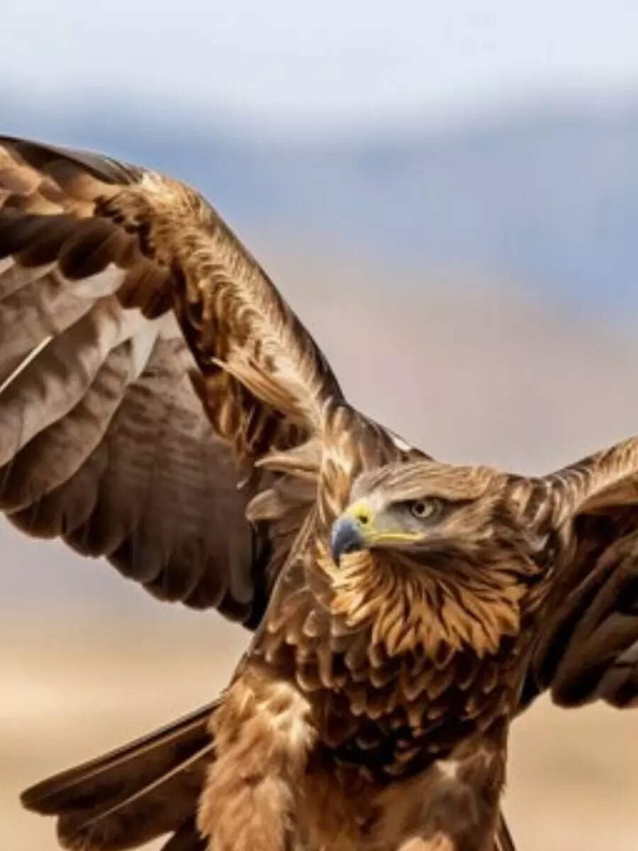 From Mongooses To Eagles Top 5 Cobra Predators Times Now