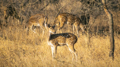 Forest department augmenting prey base with translocation so sanctuary can sustain lions