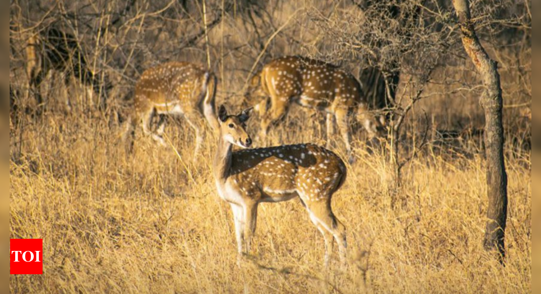 Forest department augmenting prey base with translocation so sanctuary can sustain lions | Ahmedabad News