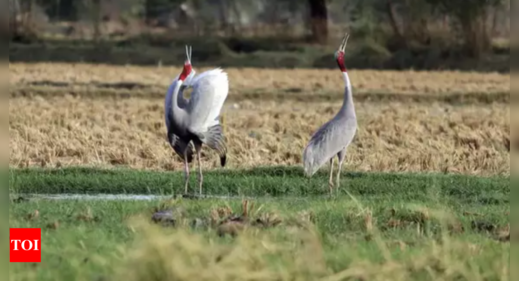 Sarus crane population surges in UP: 19,918 counted in 2024 state-wide ...