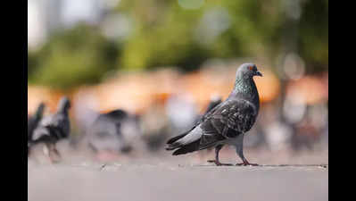 Feathered foes: How pigeons can leave you gasping for air