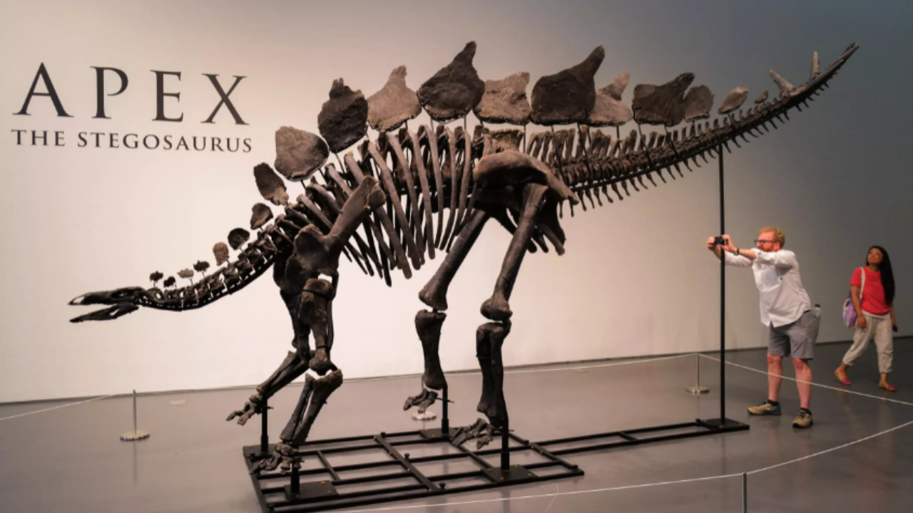 New York auction to sell 150-year-old Stegosaurus skeleton: How much will it cost? – Times of India