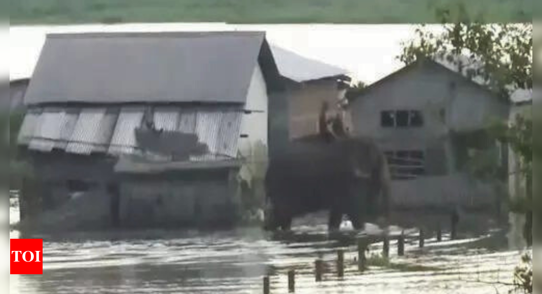 Assam: Flood situation remains grim in Nagaon; death toll from deluge ...