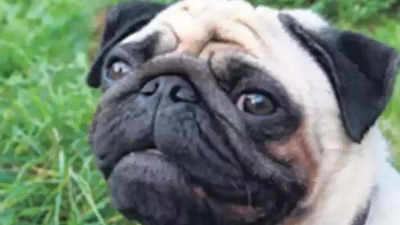 'Flat faced pets like Pugs suffer cruelty to look like that', appeal animal activists