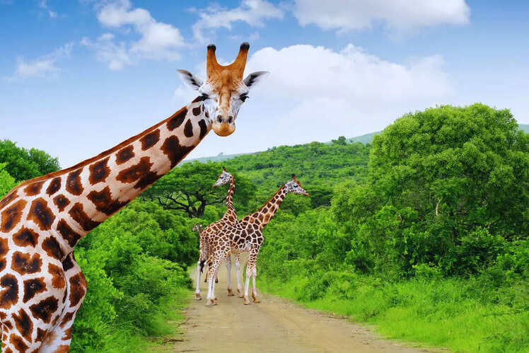 Kruger National Park, South Africa