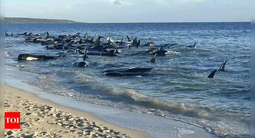 ‘Mass stranding’ of more than 70 pilot whales in Scotland – Times of India