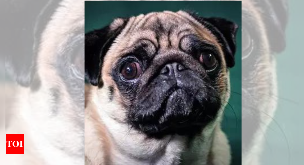 Cruel to squash snouts of breeds like pugs: PETA | India News