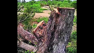Villagers oppose cutting of trees for steel plant project