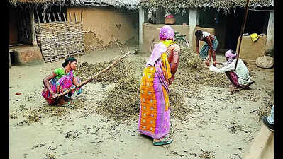 Farming of second crop increases income: Study