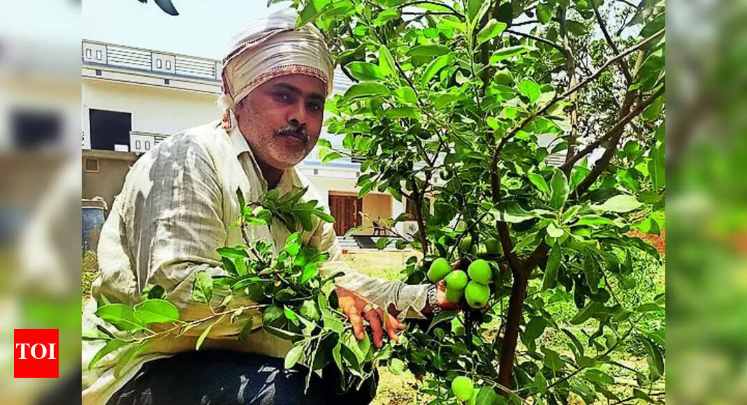 Apple Trees from Shimla Hills Bear Fruits in Eastern Uttar Pradesh ...