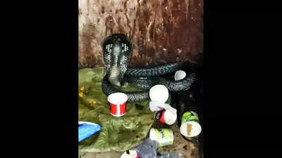 Ghaziabad police station freezes as adult spectacle cobra slithers into ‘custody’