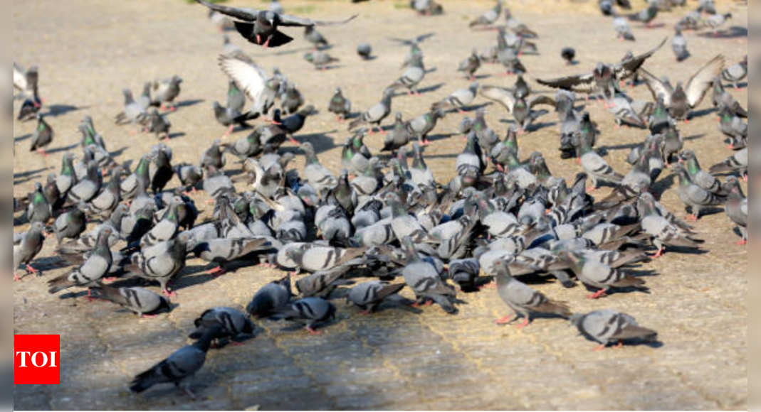 Delhi boy develops fatal lung disease due to exposure to pigeons: Why it is concerning