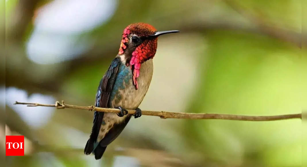 In Cuba, a haven for the world’s tiniest bird – Times of India