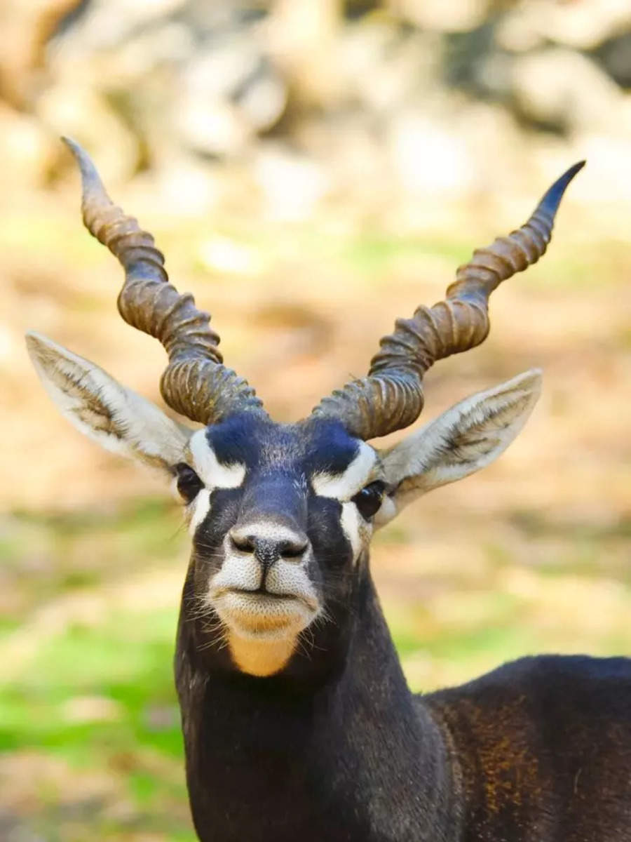 11 animals with the most unique horns | Times of India