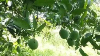 3 kids beaten up for plucking mangoes from orchard