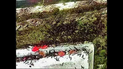 Millipedes: GNLU uses tobacco dust to repel millipedes | Ahmedabad News ...