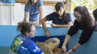 Turtle: 170 kgs rescued sea turtle 'Bubba' returns to ocean after ...