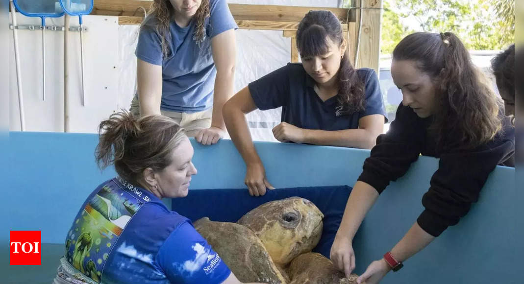 170 kgs rescued sea turtle ‘Bubba’ returns to ocean after rehabilitation – Times of India