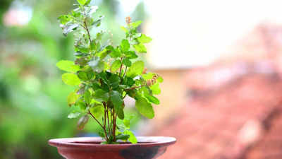 Planting Tulsi according to Vastu: Enhancing positive energy in your home