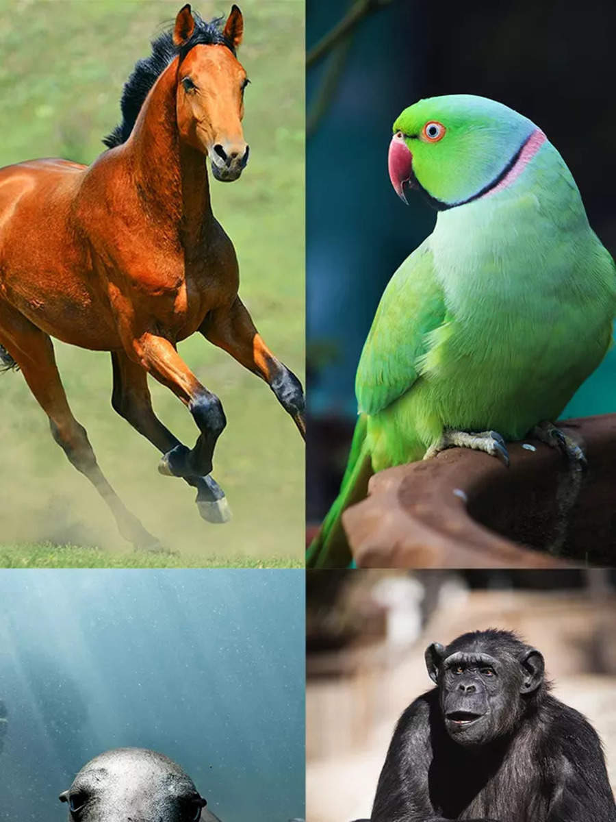 10 animals with exceptional memory Times of India 10 animals with exceptional memory Times of India