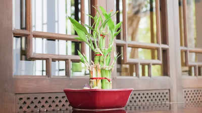 The role of Bamboo Plant in house according to Vastu