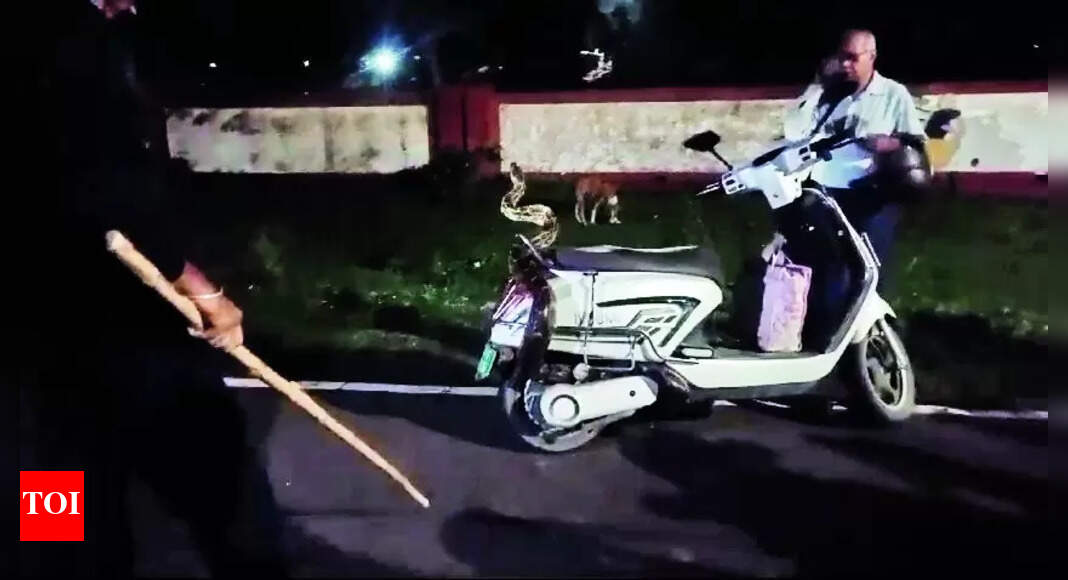 Indian Rock Pythons: Two 9-foot pythons rescued in Defence Colony ...