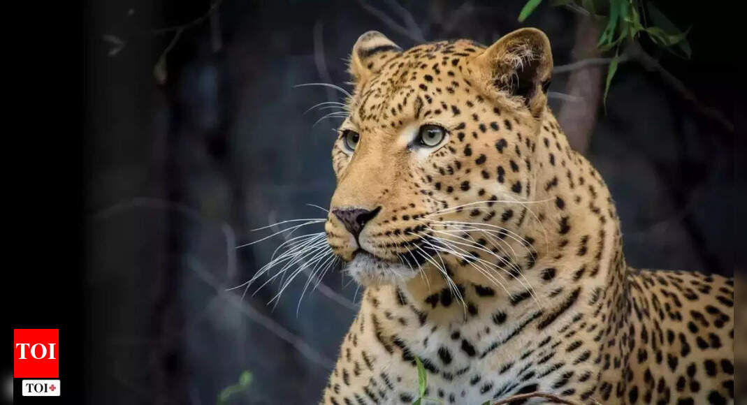 Eightyearold girl mauled to death by leopard in Bijnor Meerut News(01)
