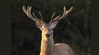 A new lease of life to warring swamp deer