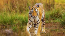 10 oldest tiger reserves in India