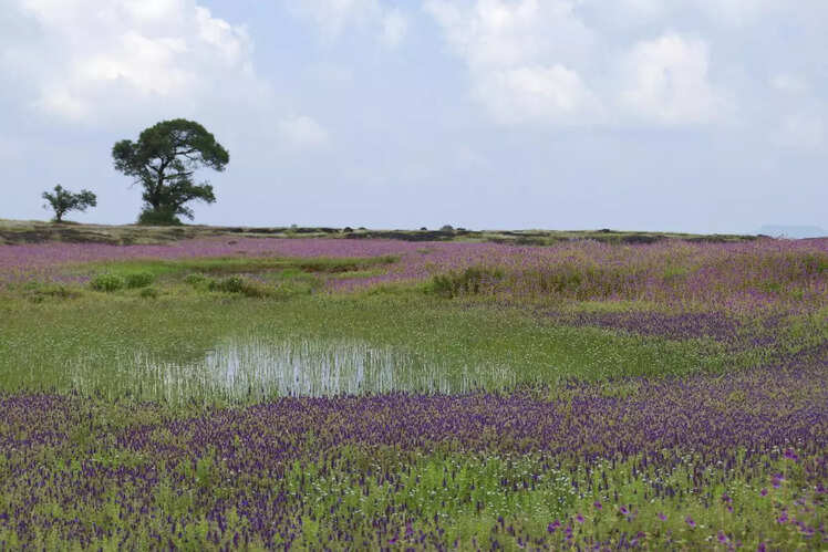 Satara