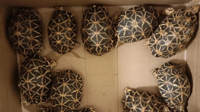 138 star tortoises seized from passenger at Chennai airport