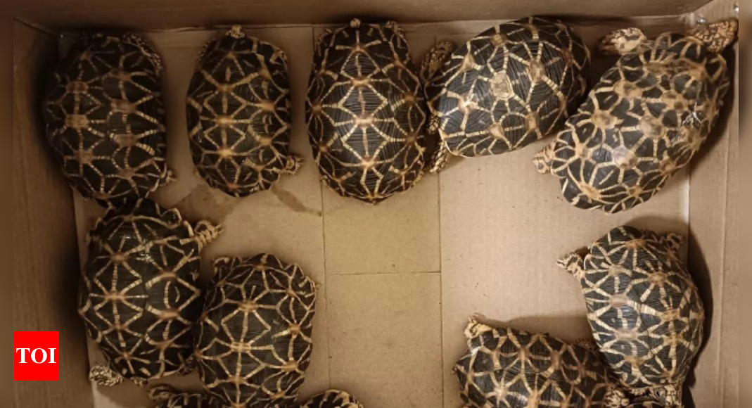 138 star tortoises seized from passenger at Chennai airport