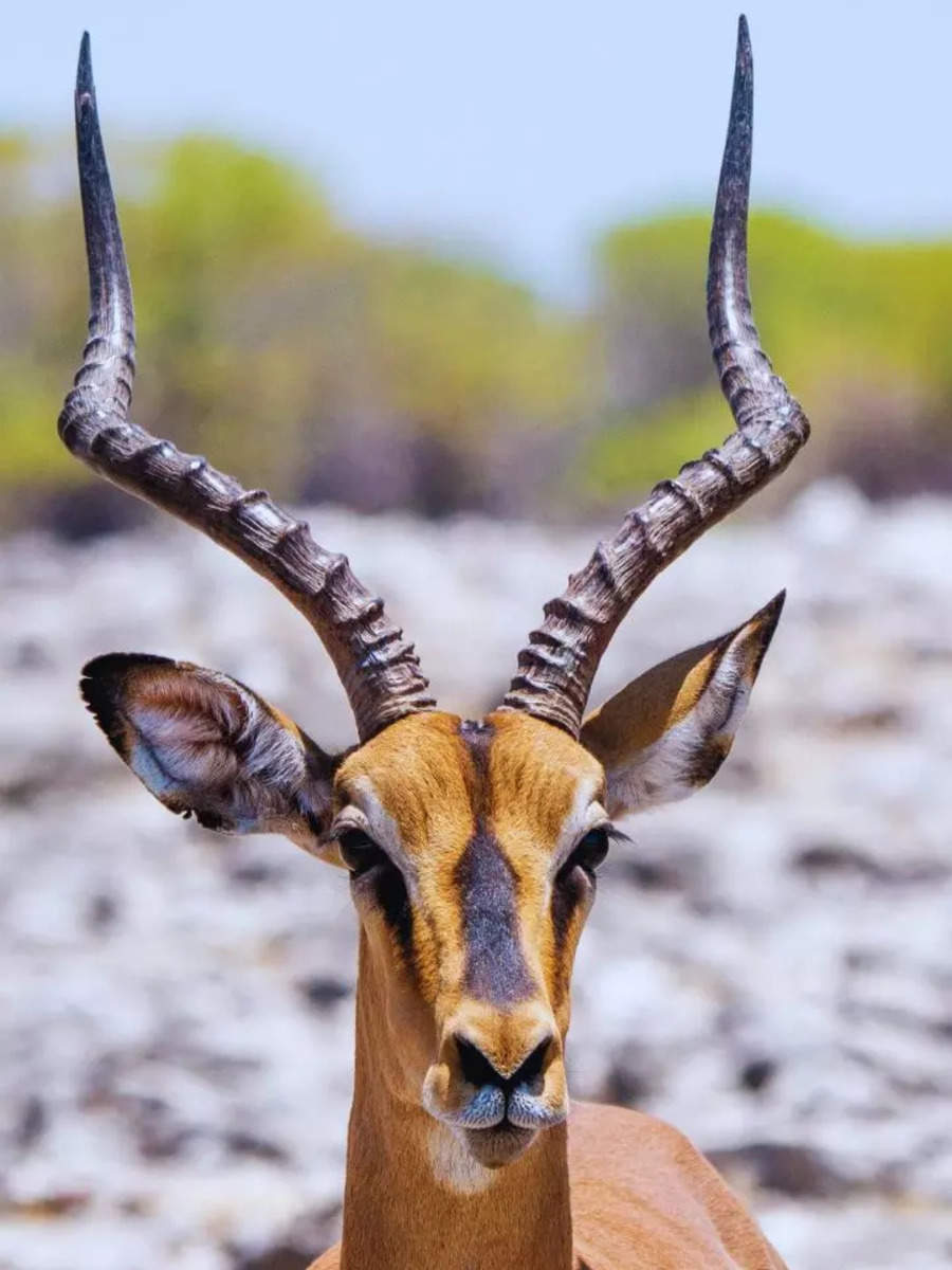 Where to spot wildlife in Rajasthan; 10 best places | Times of India