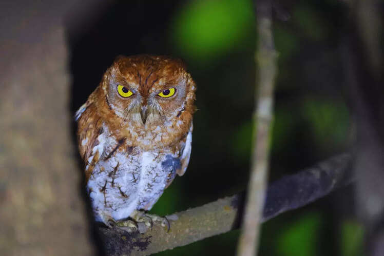 Koyna Wildlife Sanctuary in Satara