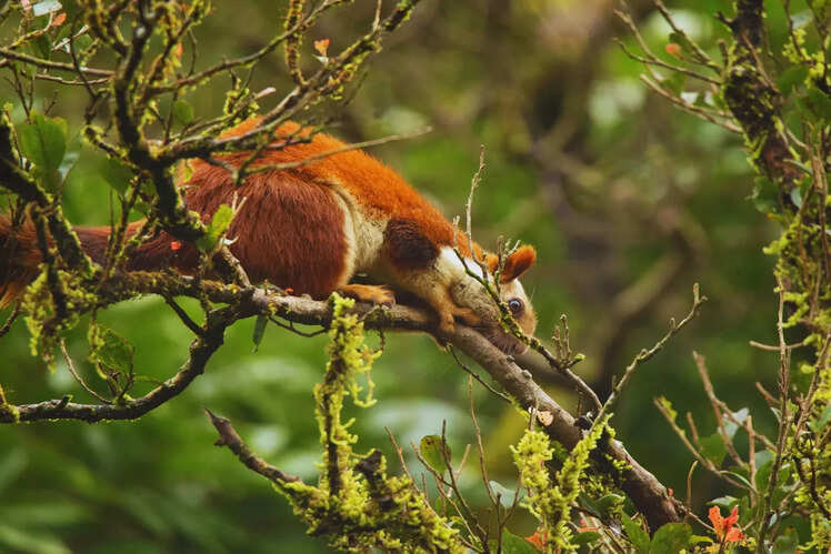 Bhimashankar Wildlife Sanctuary in Pune