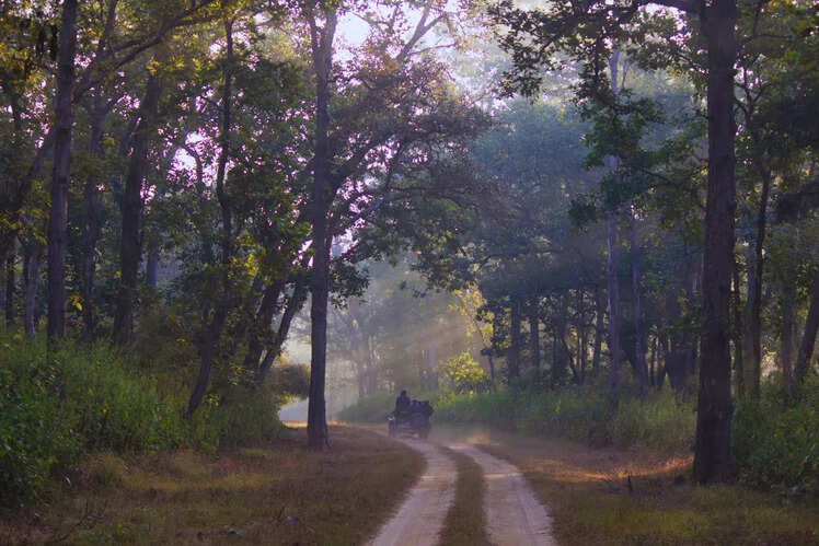 Nagzira Wildlife Sanctuary in Bhandara and Gondia